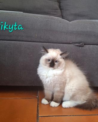 Splendide Cucciole Ragdoll
