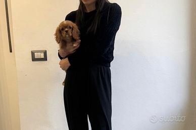 Cavalier King Charles Spaniel Ruby taglia piccola