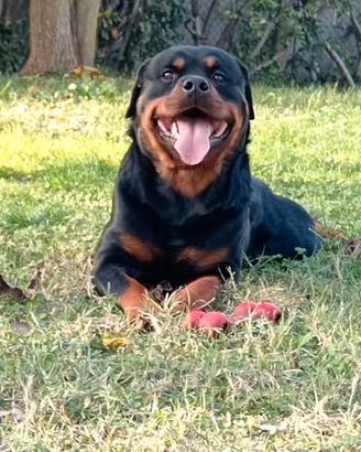 Rottweiler per monta