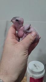 Caicco testa nera pullo