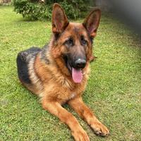 Pastore tedesco femmina