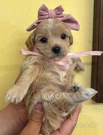 Cuccioli di maltipoo