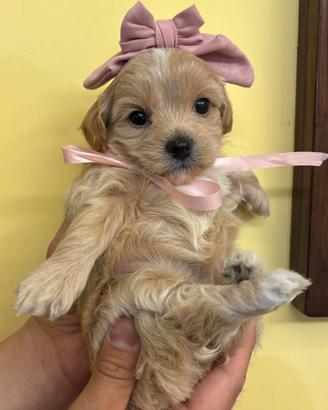 Cuccioli di maltipoo