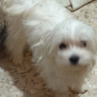 Cuccioli Maltesi 6 mesi pronti