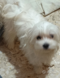 Cuccioli Maltesi 6 mesi pronti