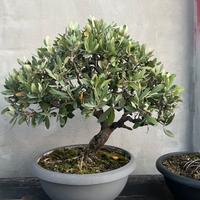 Bonsai ulivo