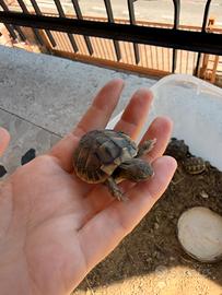 Tartarughine