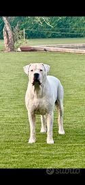 Dogo Argentino Da Monta