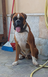 Boxer maschio 14 mesi