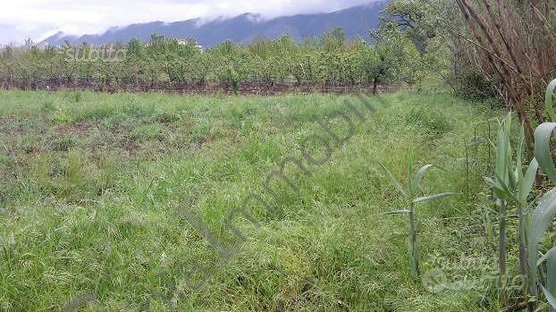 Terreno di 6666 m² a Cellole - Vista 4