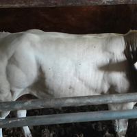 Tori e Torelli piemontesi da riproduzione