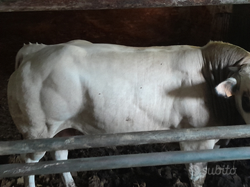 Tori e Torelli piemontesi da riproduzione