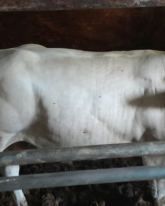 Tori e Torelli piemontesi da riproduzione