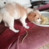 Cucciolo Breton, setter