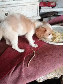 Cucciolo Breton, setter