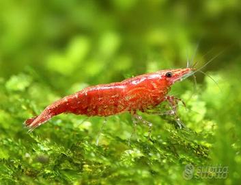 Caridine red sakura