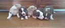 cuccioli-pastori-australiano-