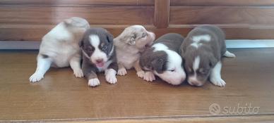 cuccioli pastori australiano 