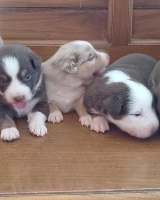cuccioli pastori australiano 