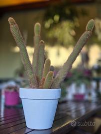 pianta cactus 40cm