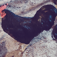 Gallo Australorp nero