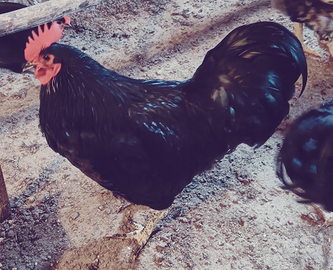 Gallo Australorp nero