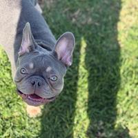 Bulldog francese per Monta