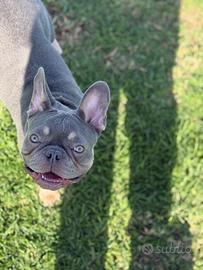 Bulldog francese per Monta
