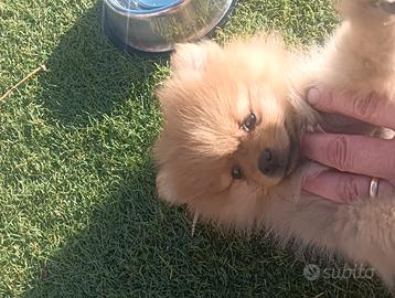 Volpino Spitz Pomerania mini