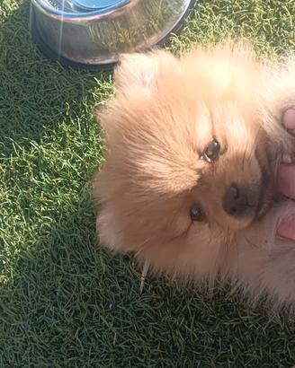 Volpino Spitz Pomerania mini