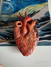 cuore anatomico