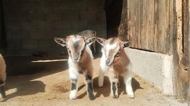 Cuccioli di caprette tibetane