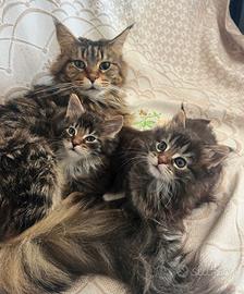 Cuccioli Maine Coon