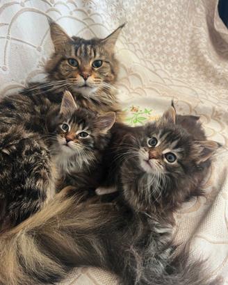 Cuccioli Maine Coon