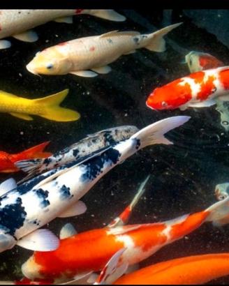 Carpe Koi