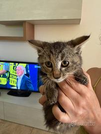 Gattini di due mesi