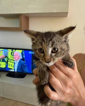 Gattini di due mesi