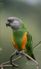 Pappagallo del Senegal