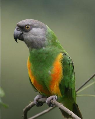 Pappagallo del Senegal
