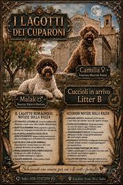 Cuccioli di Lagotto