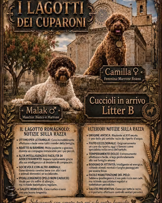 Cuccioli di Lagotto