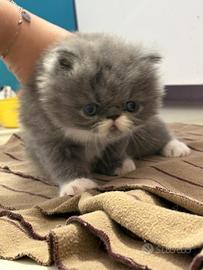 Splendido gattino