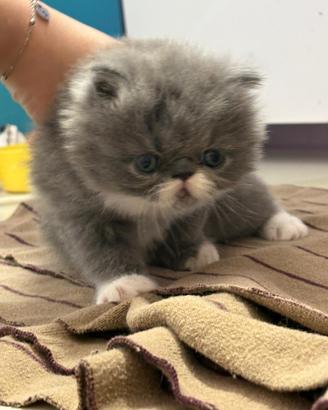 Splendido gattino