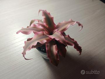 Cryptanthus bivittatus