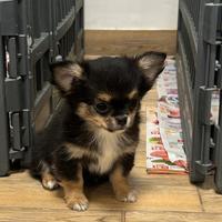 Cucciolo chihuahua pelo lungo