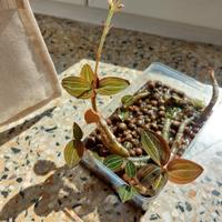 Orchidea gioiello box talee