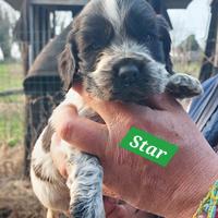 Cocker Spaniel con Pedigree