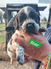 Cocker Spaniel con Pedigree