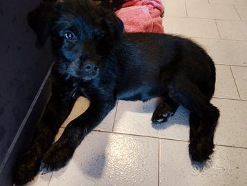 Cucciolotta