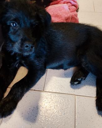 Cucciolotta